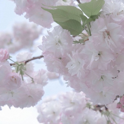 原创兽设世界观构建兽圈社群